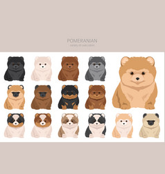 Pomeranian Puppies German Spitz Pups Clipart