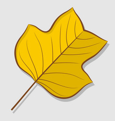 Tulip Poplar Autumn Leaf Isolated On A White