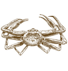 Engraving Drawing Of Chionoecetes Opilio Crab