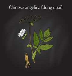 Angelica Sinensis Or Dong Quai Or Female Ginseng