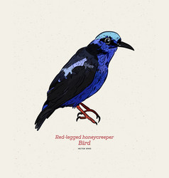 Red-legged Honeycreeper Cyanerpes Cyaneus