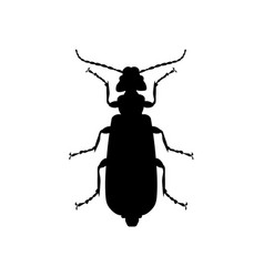 Spanish Fly Beetle