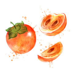 Watercolor Persimmon