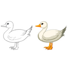 Transition From Line Art To Colored Duck