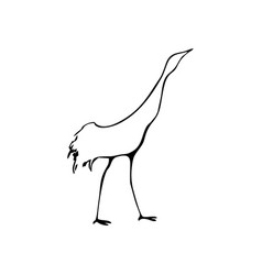 Bird Stork