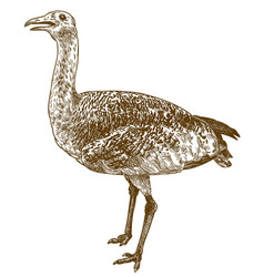 Engraving Of Great Bustard Otis Tarda