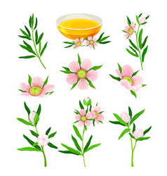 Manuka Or Tea Tree As Flowering Plant With Pink