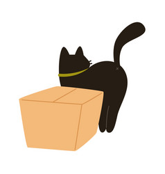 Cat With Box