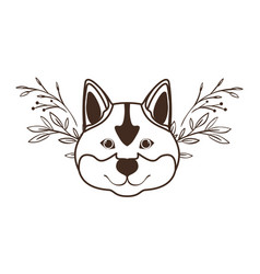 Head Cute Akita Inu Dog On White Background