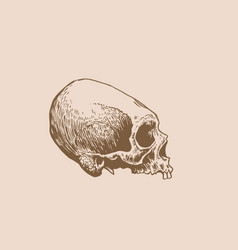 Graphical Vintage Drawing Of Mayan Skull Long