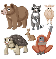 Wild Animals Cartoon Bear Raccoon Goat Turtle