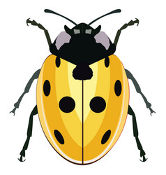 Yellow Ladybug On A White Background