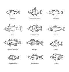 Set Of Fish Types Marine Ocean Fish And