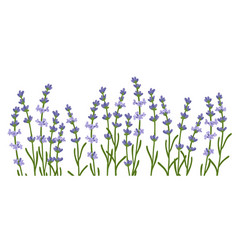 Drawing Wild Flower Lavender