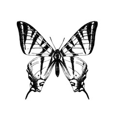 Hand Drawn Western Tiger Swallowtail Butterfly