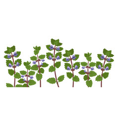 Drawing Wild Flower Ground Ivy