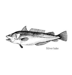 Silver Hake Fish Hand Drawn Realistic