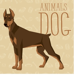 Doberman