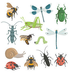 Drawing Set Of Insects