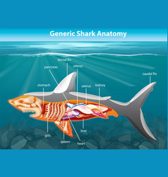 Exploring Shark Anatomy In An Underwater Scene