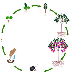 Life Cycle A Fuchsia Plant