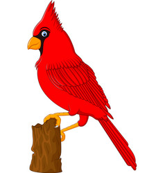 Cardinal Vector Images (over 2,700)