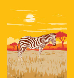 Plains Zebra In Serengeti National Park Northern