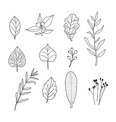 Doodle Icon Of The Leaves Different Trees