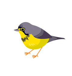 Canada Warbler Is A Small Boreal Songbird