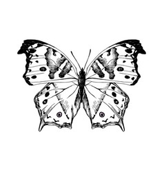 Hand drawn butterfly on white background Vector Image