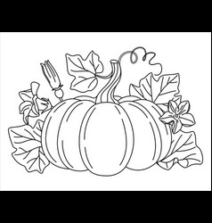 Pumpkin With Vines Flower And Leaves Line Art