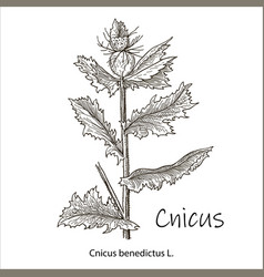 Blessed Thistle - Cnicus Benedictus Medicinal