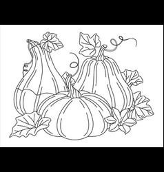 Pumpkins With Vines Flower And Leaves Line Art