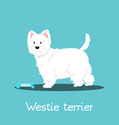 Westie Terrier Dog With Bone On Sky Blue