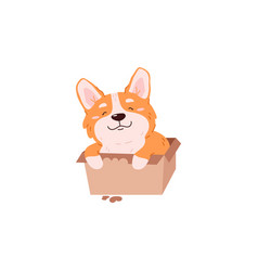 Funny Puppy Of Welsh Corgi Sitting In Cardboard