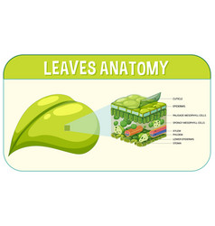 Internal Structure Of Leaf Diagram