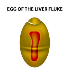 Egg Of The Liver Fluke Infographics