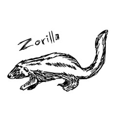 Zorilla - Sketch Hand Drawn