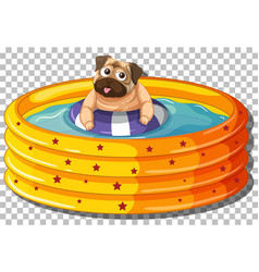 Pug Dog In Inflatable Pool