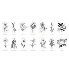 Officinalis Plant Sketches In Drawn Set