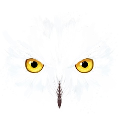 Snowy Owl Eyes And Face