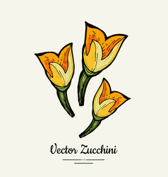 Zucchini Flower Hand Drawn Hipster