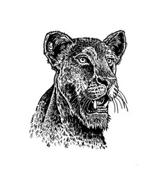 Graphical Portrait Of Lioness On White Background