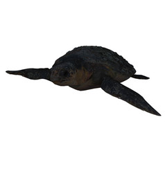 Turtle - 1