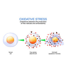 Oxidative Stress Free Radicals And Antioxidants