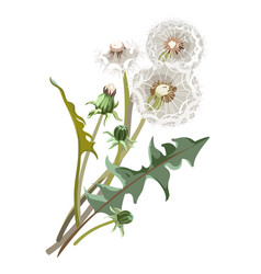 Flowers - Taraxacum On The White Background