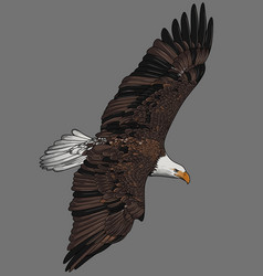 Flying Eagle