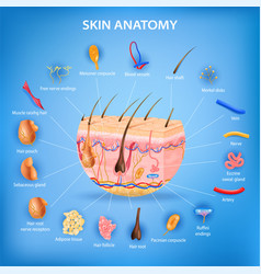 Skin Anatomy Background