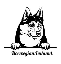 Peeking Dog - Norwegian Buhund Breed - Head