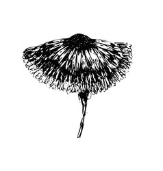 Black Ink Hand Drawn Sketch Gerbera Flower